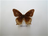 藏品(大幽眼蝶)的圖片